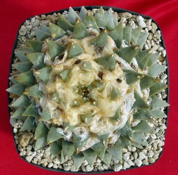 ariocarpus scapharostroides01