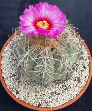 echinocactus horizonthalonius01