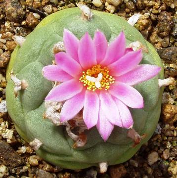 lophophora01