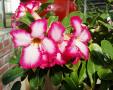 adenium obesum01