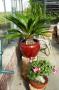 adenium obesum02