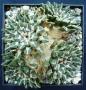 ariocarpus kotschoubeyanus02