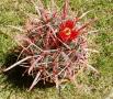ferocactus gracilis01